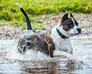 American Staffordshire Terrier