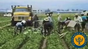 Learn what makes California the United States' dominant agricultural producer and see a grape become a raisin