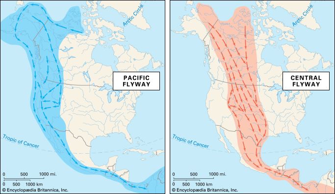 bird migration: Pacific and Central flyways