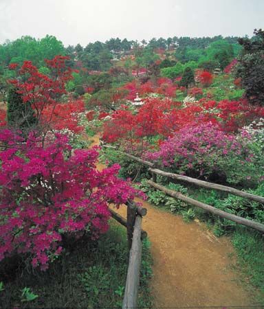 Blooming rhododendrons