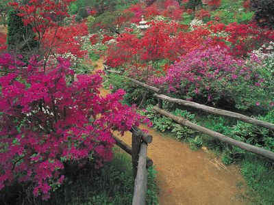 Blooming rhododendrons