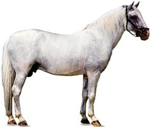 Lipizzaner