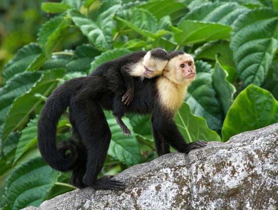 capuchin monkey