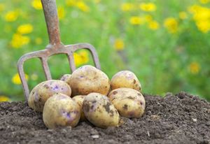 potato