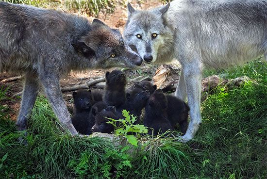 wolf breeding pair and pup