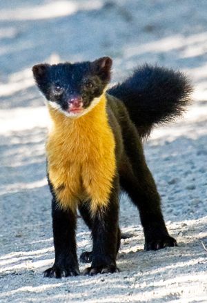 Nilgiri marten (Martes gwatkinsii)