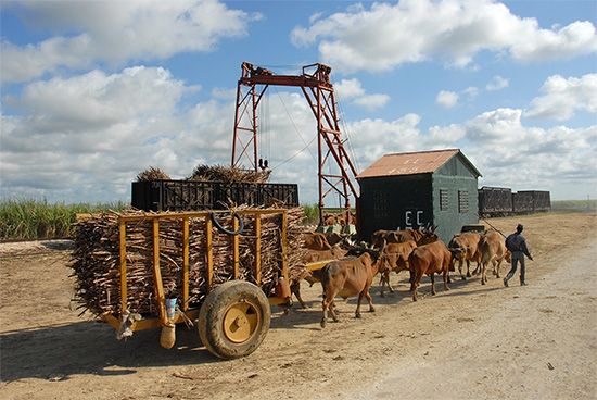 harvested sugarcane