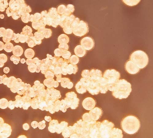 bacteria: Streptomyces griseus