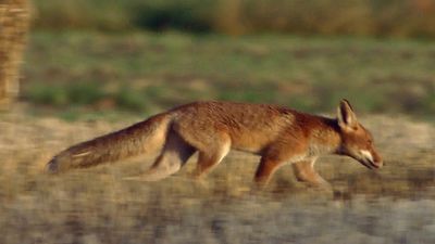 Following a fox family in northern Germany