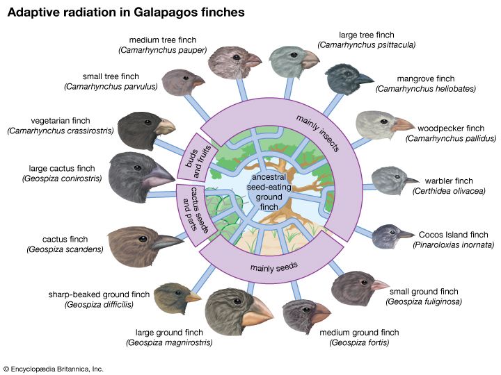 adaptation: beak shapes