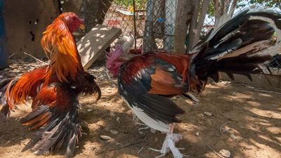 cockfighting