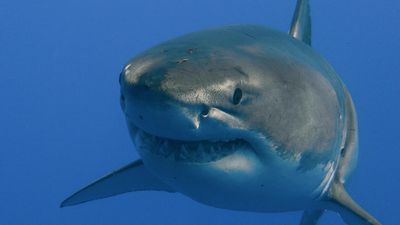 The mysteries of the megalodon shark