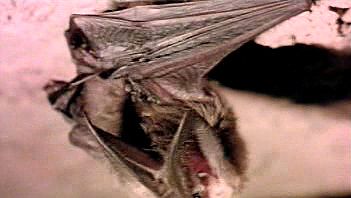 Bats: Roosting, hunting, and echolocation