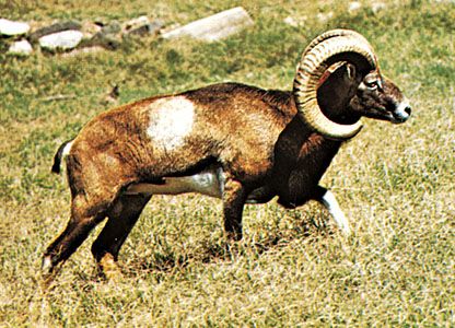 mouflon