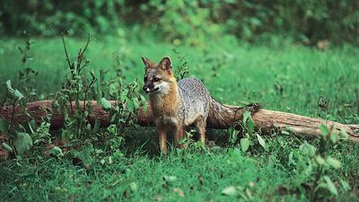 gray fox (Urocyon cinereoargenteus)