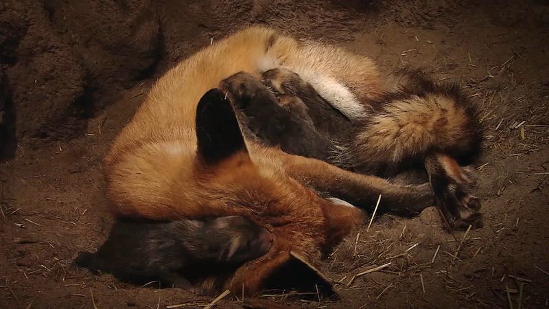 Following newborn fox pups