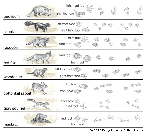 animal tracks