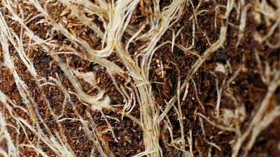 How do plants absorb water and nutrients?