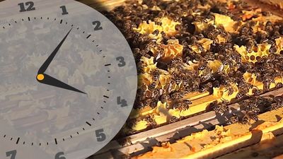 The fascinating chemistry behind honey production