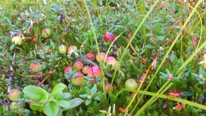 How are cranberries harvested in North America?