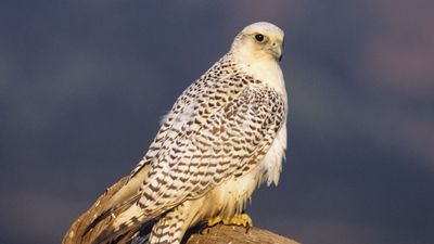 gyrfalcon