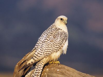 gyrfalcon