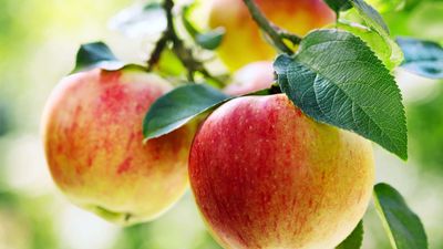 apples