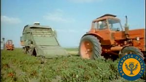 Learn how Hungarian farmers harvest and grind Capsicum annuum peppers to produce paprika