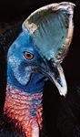 Common, or southern, cassowary (Casuarius casuarius).