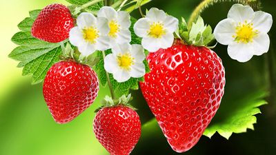 strawberry