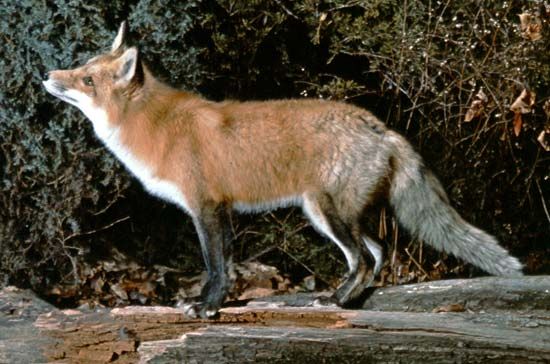 red fox (Vulpes vulpes)