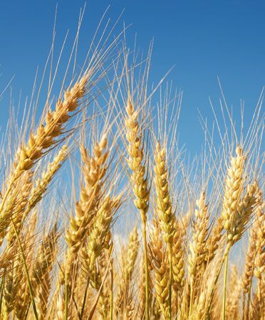 wheat