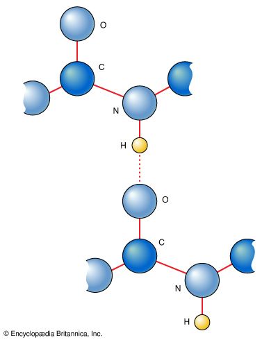 peptide bond