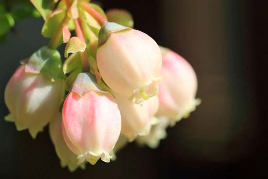 blueberry flower