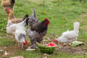 chickens