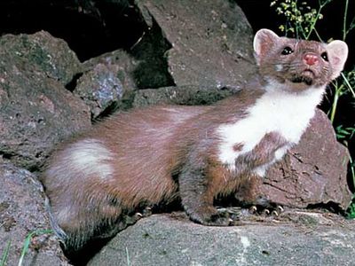 stone marten (Martes foina)