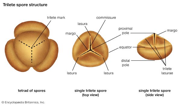 trilete spore