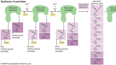 Synthesis of palmitate