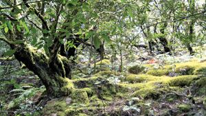 Garajonay National Park, Canary Islands, Spain