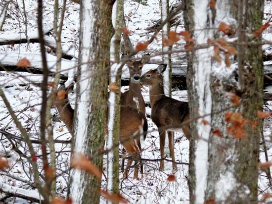 White-tailed deer in a winter forest along the Blue Ridge Parkway, Caldwell county, western North Carolina, U.S.