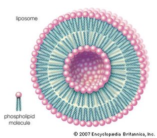 liposome