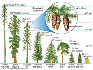 conifer heights