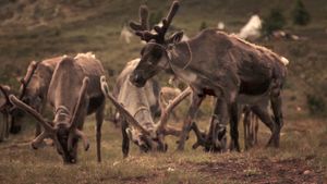 See the Tsaatan people herding reindeers in Mongolia