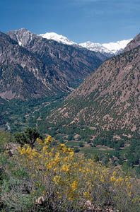 Wildflowers in the Hindu Kush