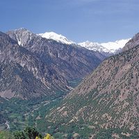 Wildflowers in the Hindu Kush