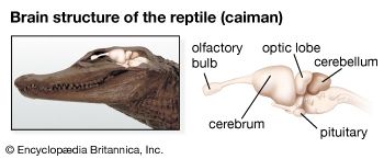 Reptilian brain structure
