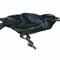 Article title: raven, common. Scientific name: Corvus corax; animal; bird