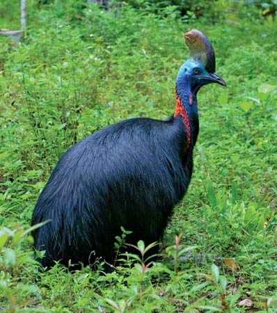 southern cassowary