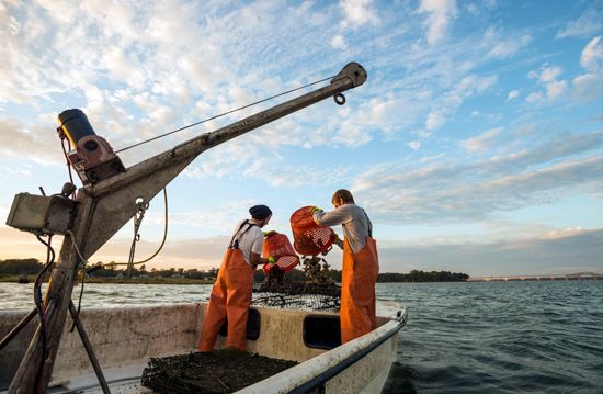 Virginia: fishing industry