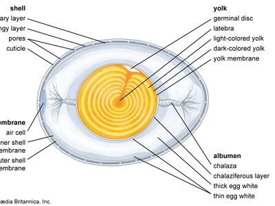 structural components of an egg